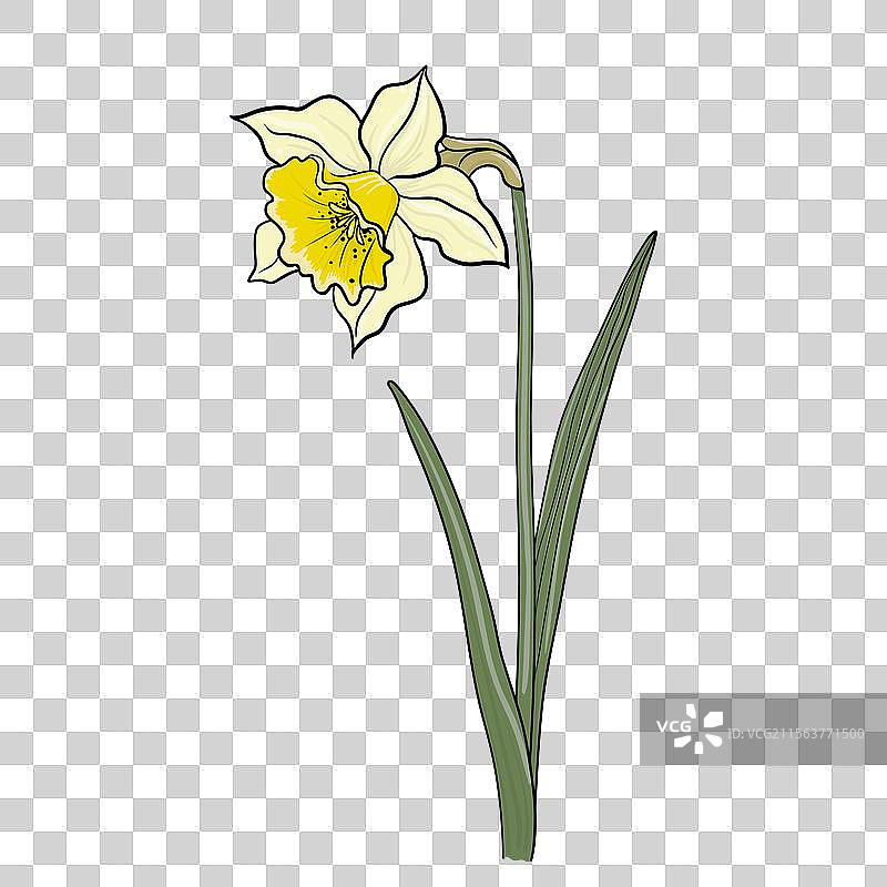 色彩斑斓的黄色水仙花花卉图片素材