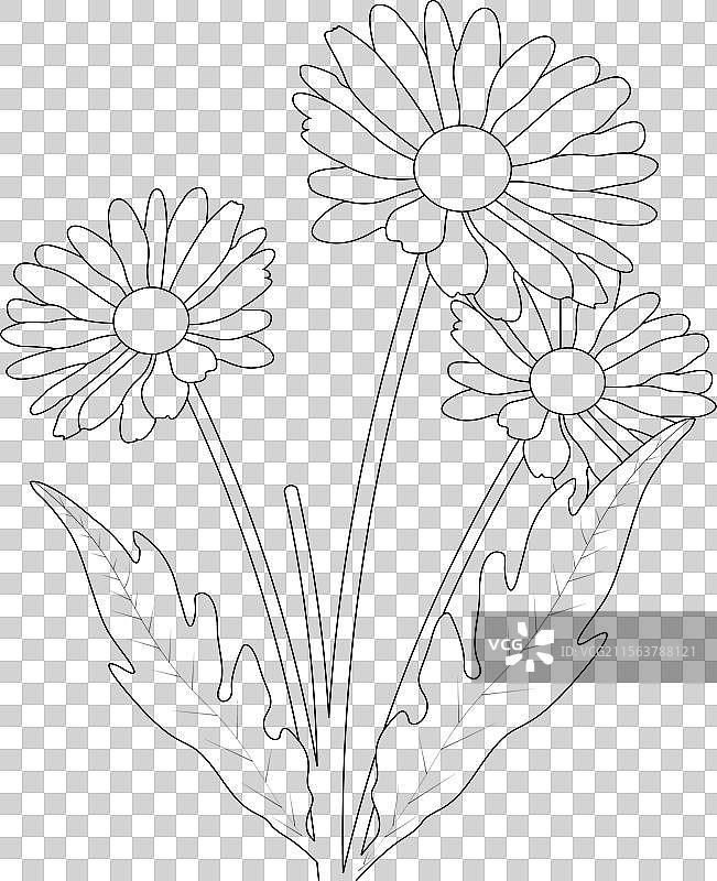 儿童用的雏菊花着色页图片素材