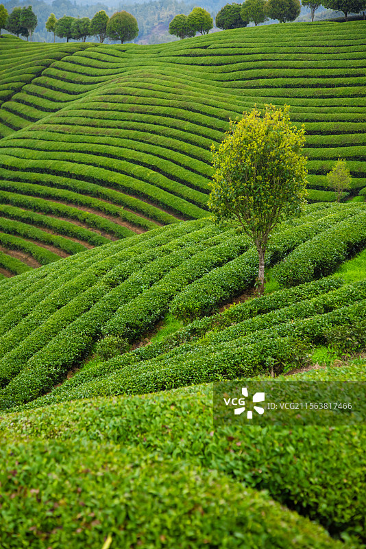 春天清晨的高山茶园,清新绿色,自然美图片素材