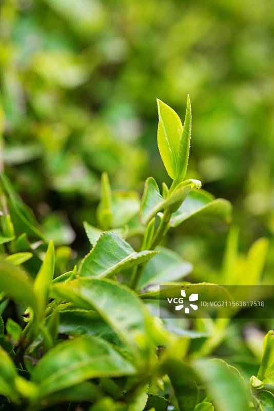 茶园茶叶特写,生长,清新图片素材