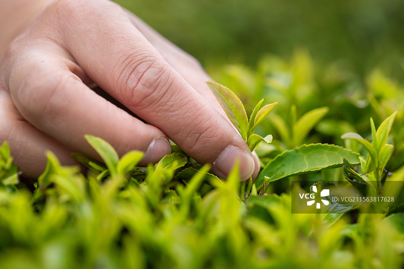 人的手,采摘茶叶,中国文化图片素材