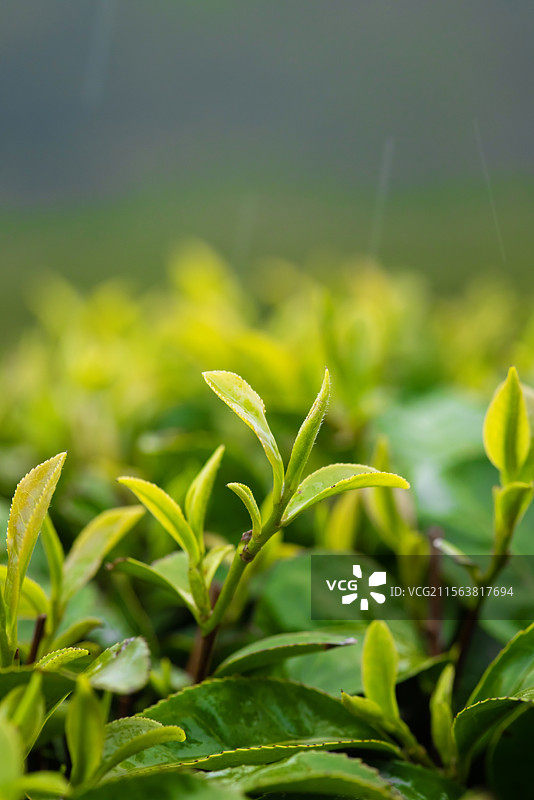 雨中茶园,茶叶特写,生长,清新图片素材