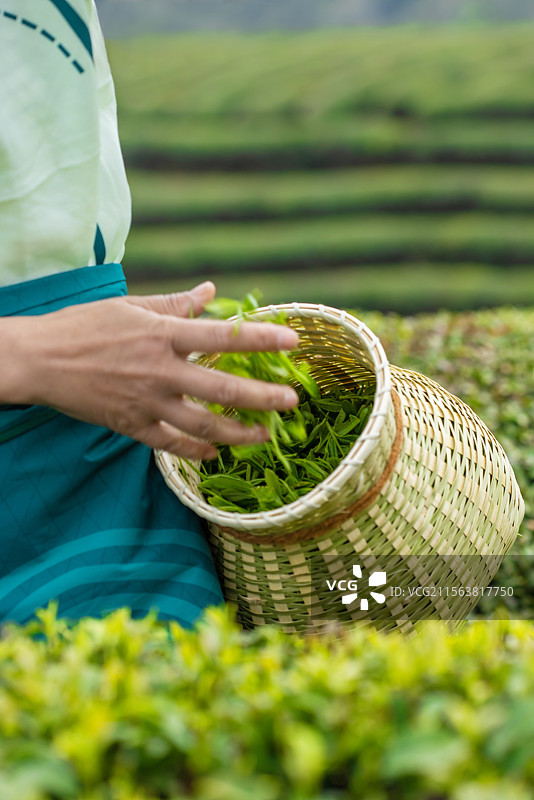 茶农将茶叶抛进茶篓中图片素材