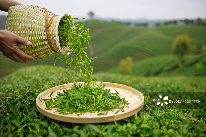 茶农将新鲜的茶叶倒入竹盘中图片素材
