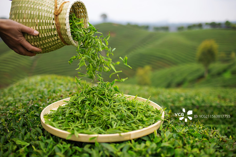 茶农将新鲜的茶叶倒入竹盘中图片素材