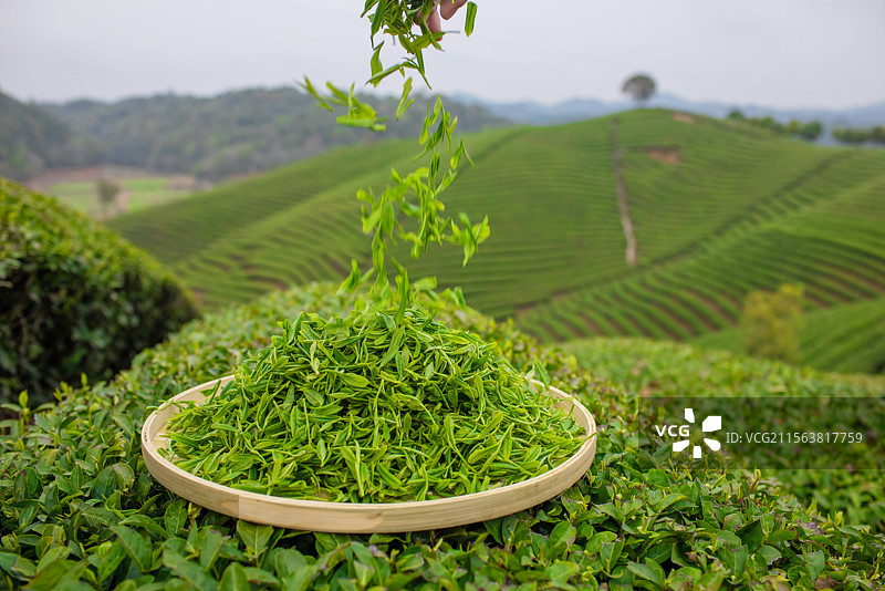 新鲜翠绿的茶叶落入竹盘中图片素材