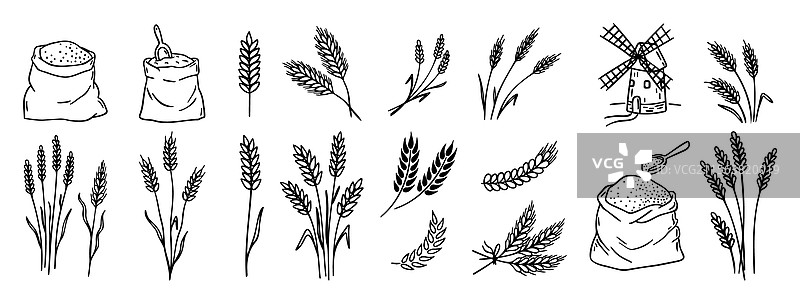 小麦和谷物植物：黑麦、大麦和麦穗图片素材