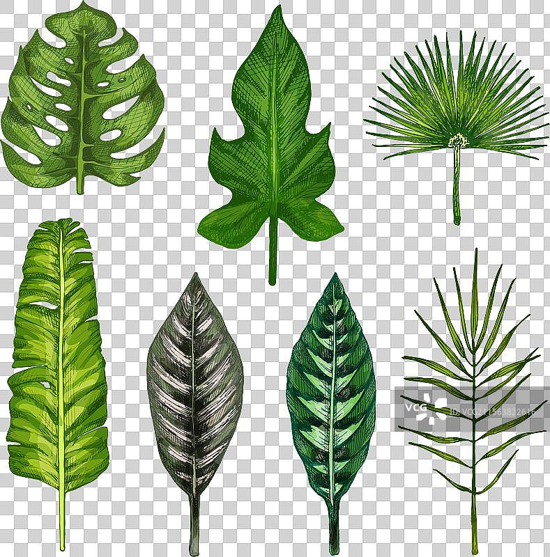 不同热带叶子的复古色调组合图片素材