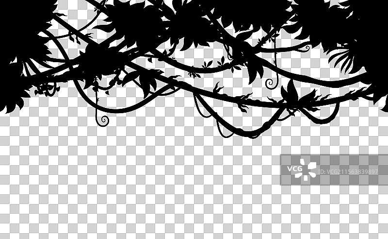 热带丛林森林藤蔓剪影背景图片素材