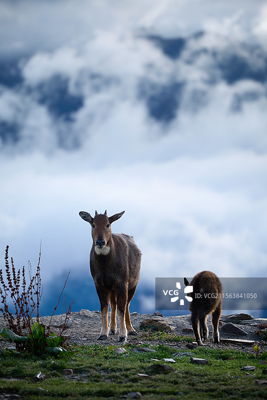云上的生灵-喜马拉雅斑羚图片素材
