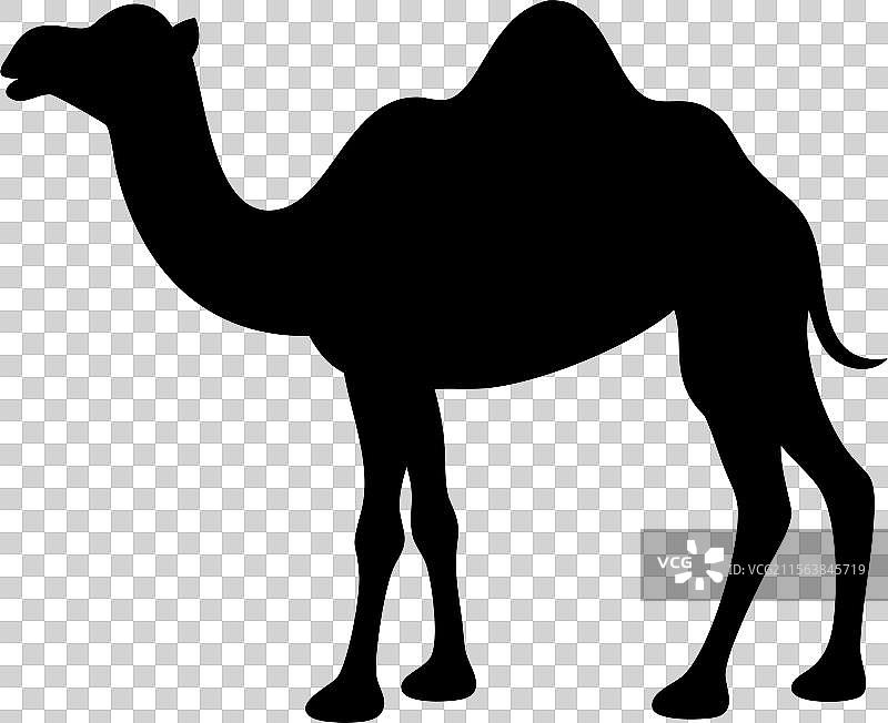 行走骆驼的黑色剪影图片素材