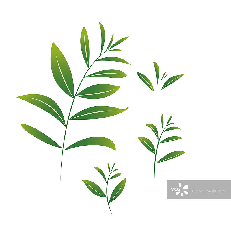 春天雨前绿茶茶叶插画图片素材