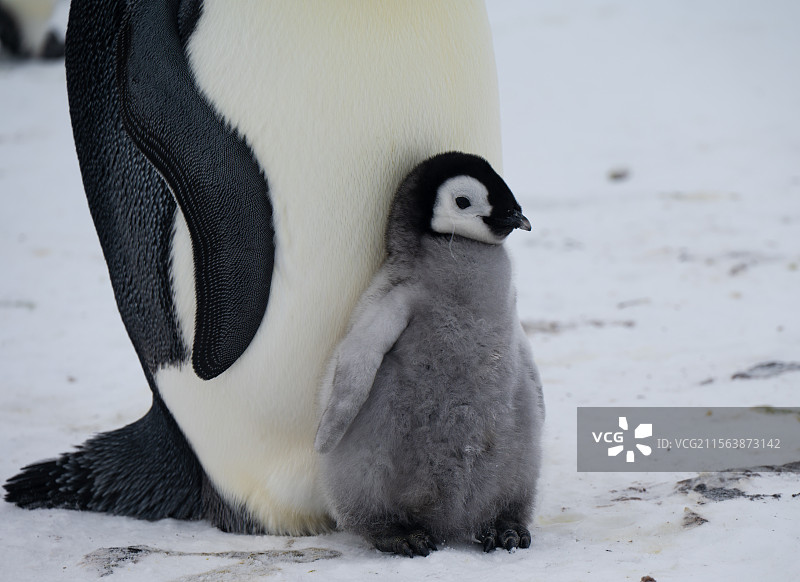 坚实的依靠-一只小帝企鹅靠在妈妈的胸前图片素材