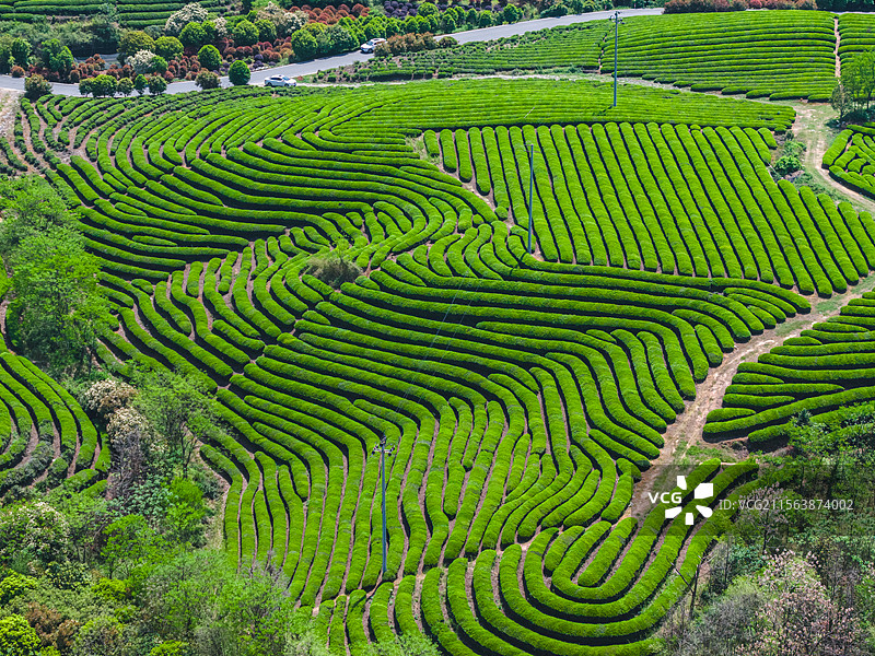 航拍茶山茶园图片素材
