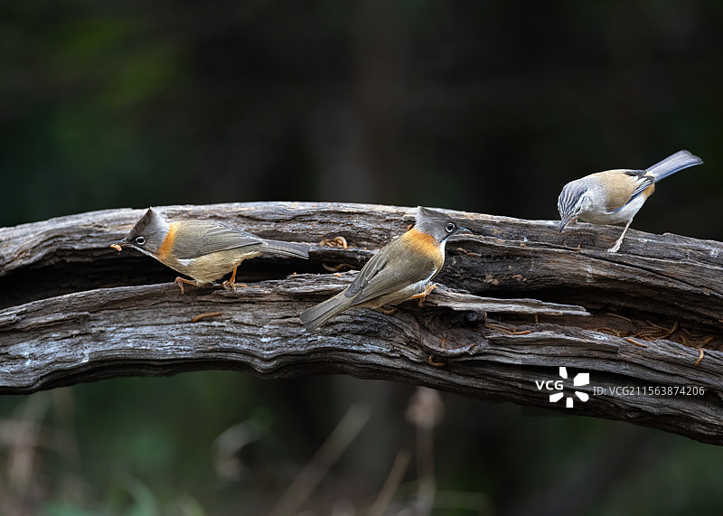 黄颈凤鹛图片素材