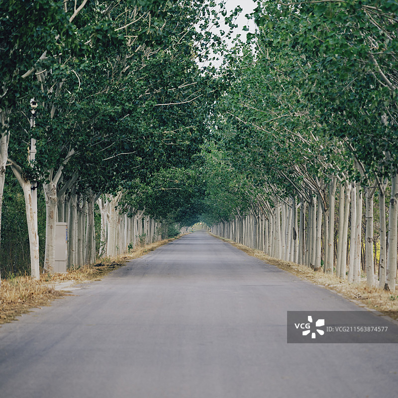 天津西青区独流减河北堤公路的风景图片素材
