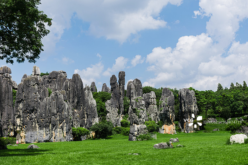 蓝天白云下，石林如林。灰黑的石柱拔地而起，形态各异，似在诉说着亿万年的时光传奇。图片素材