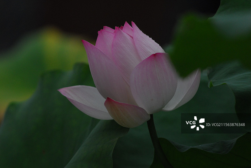 盛开的荷花图片素材