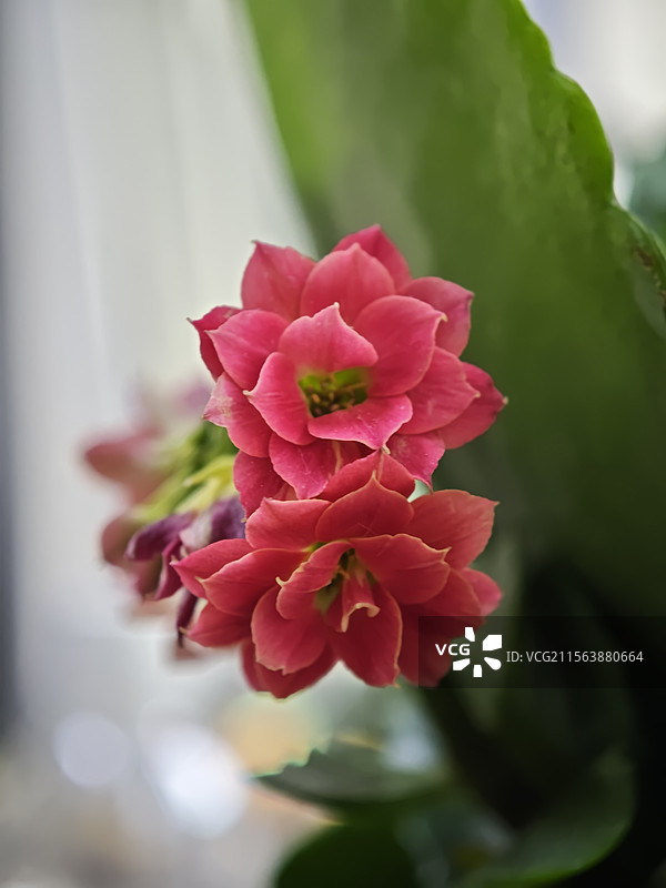 伽蓝菜长寿花图片素材