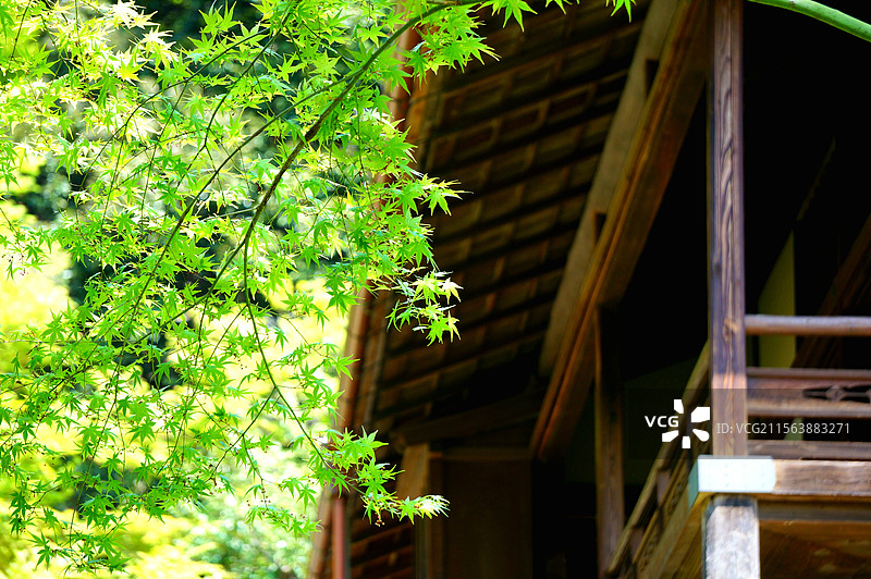 日本神奈川县横滨市，传统日式庭院，三溪园图片素材