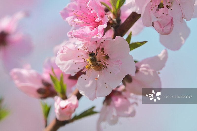 桃花园中蜜蜂采蜜的特写图片素材