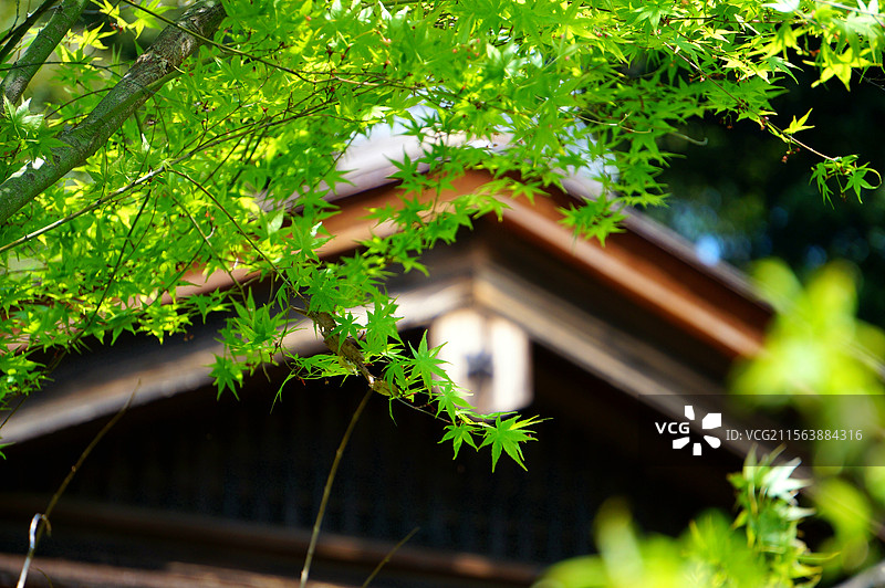 日本神奈川县横滨市，传统日式庭院，三溪园图片素材
