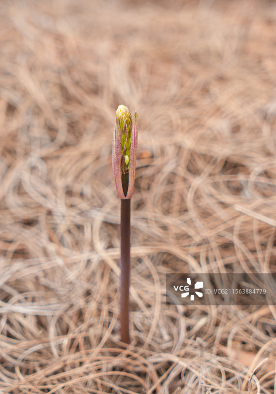 黄精生长的不同阶段（从幼苗到开花） 黄精植株 黄精种植  中草药黄精图片素材