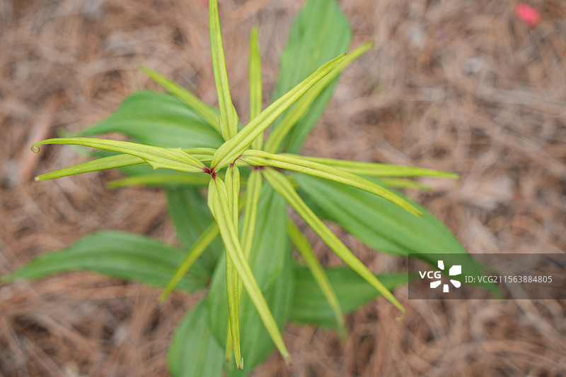 黄精生长的不同阶段（从幼苗到开花） 黄精植株 黄精种植  中草药黄精图片素材