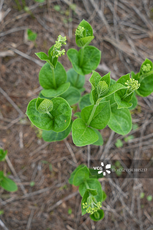 大理白前植株 白薇植株 大理白前种植 中药草种植 中草药科普图片素材