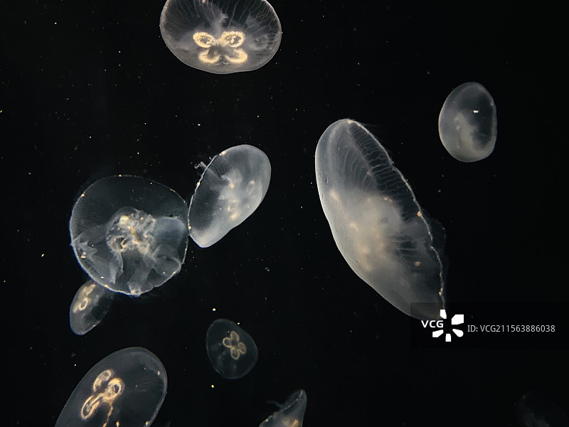 大阪海游馆水母图片素材