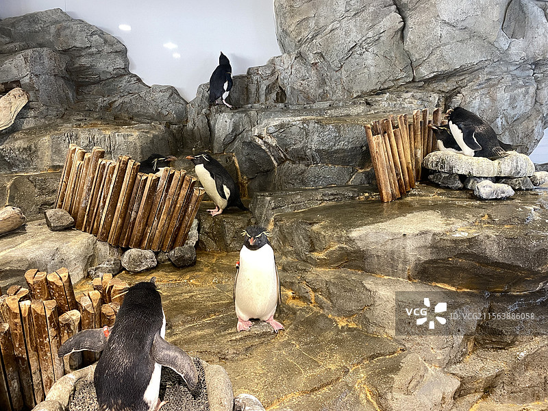 日本大阪海游馆图片素材