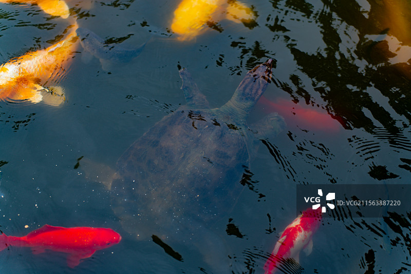 光福司徒庙景观图片素材