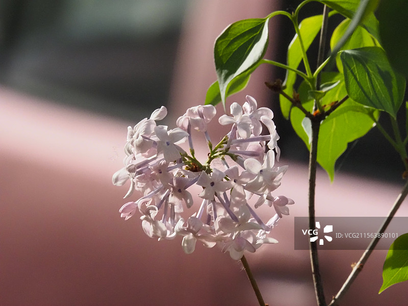 谷雨时节户外盛开的丁香花图片素材