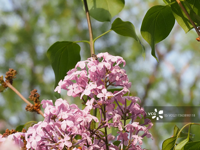 谷雨时节户外盛开的丁香花图片素材