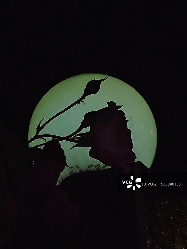 暗夜“玫瑰”图片素材