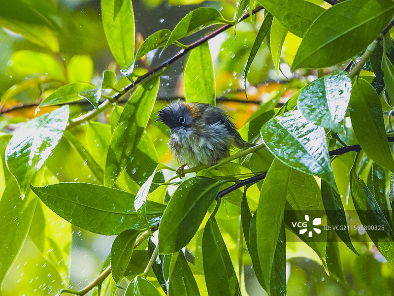 洗澡的黄颈凤鹛图片素材