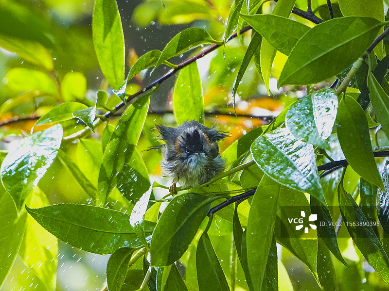 洗澡的黄颈凤鹛图片素材