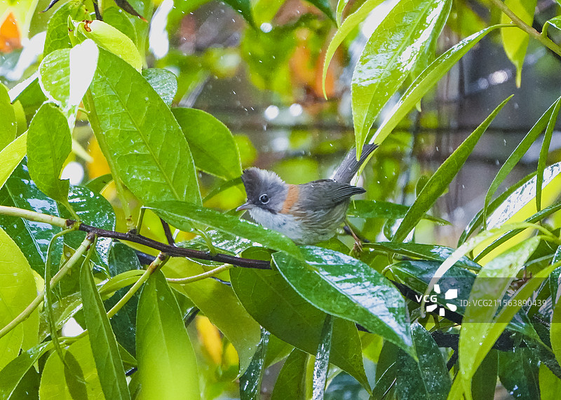 洗澡的黄颈凤鹛图片素材