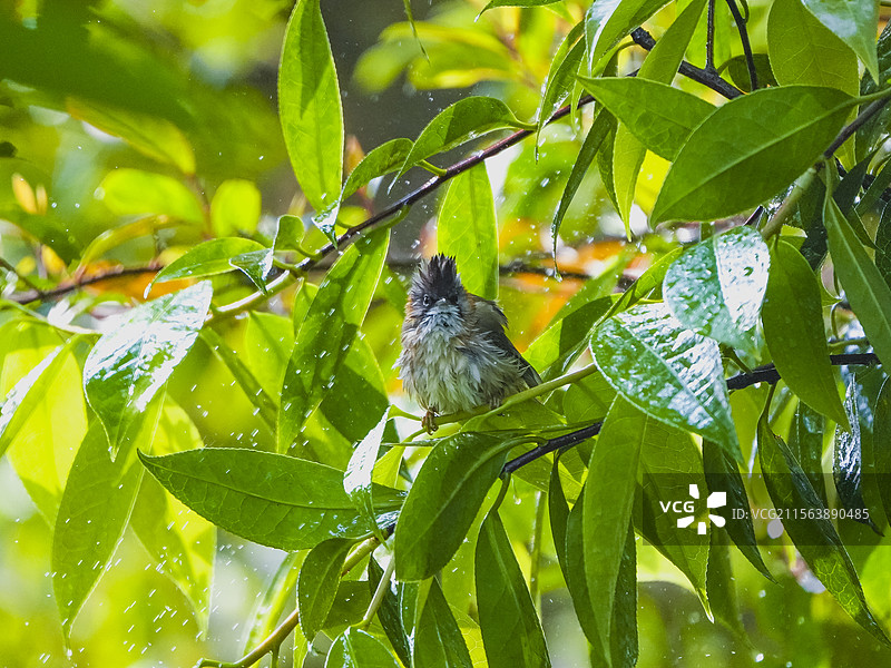 洗澡的黄颈凤鹛图片素材