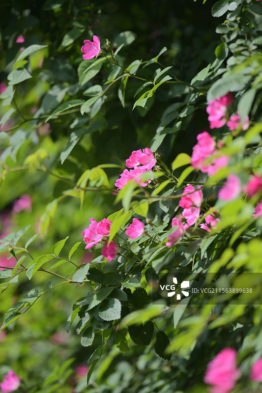 一抹绿色中点缀着蔷薇图片素材