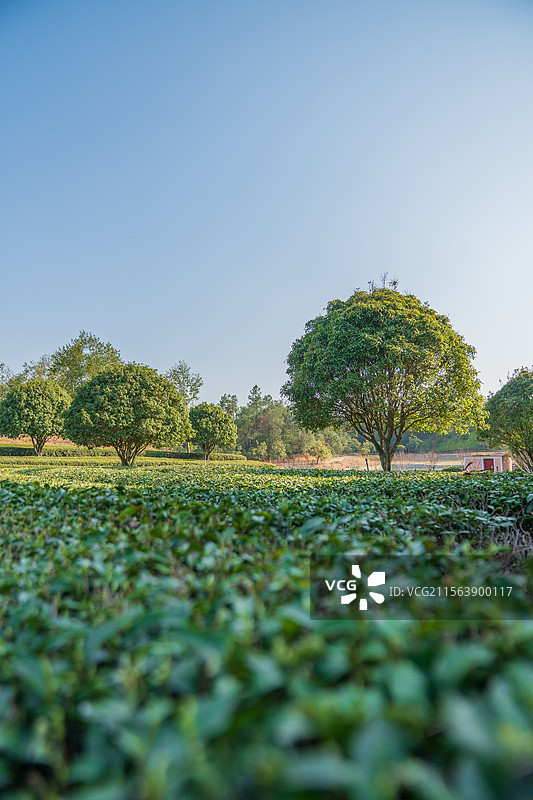 茶园斜阳图片素材