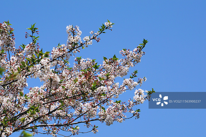 日本神奈川县横滨市，三溪园盛开的樱花图片素材