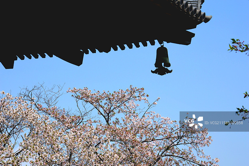 日本神奈川县横滨市，三溪园内的三重塔和盛开的樱花图片素材