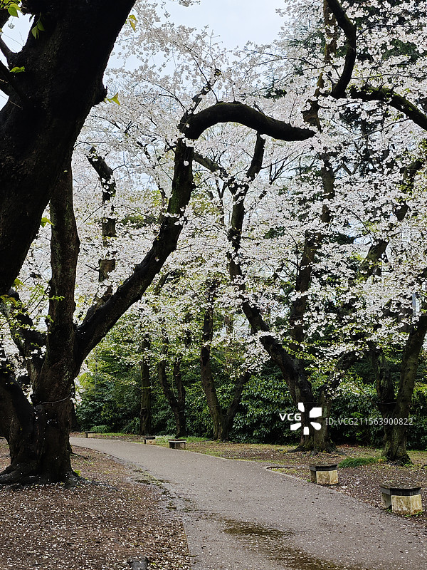 樱花树下的小路 落英缤纷图片素材