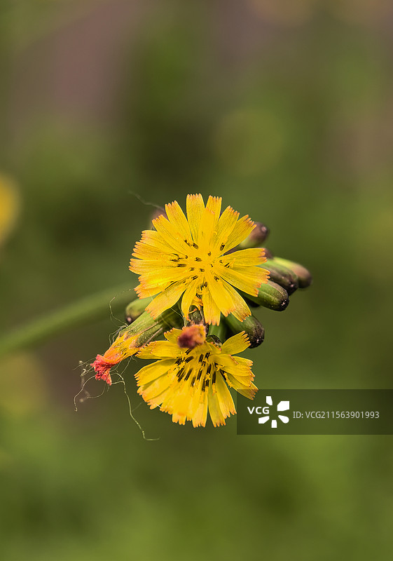 黄鹌菜的小花很像蒲公英，但还是不一样图片素材