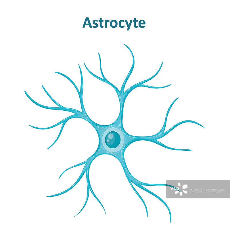 星形胶质细胞图像 神经胶质细胞 胶质细胞图片素材