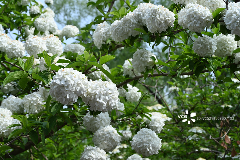 木绣球图片素材