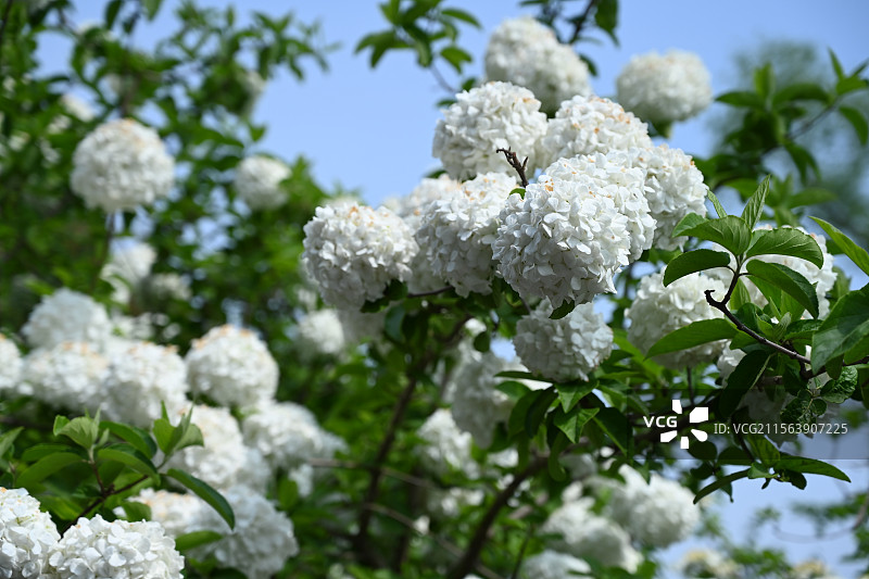 木绣球图片素材