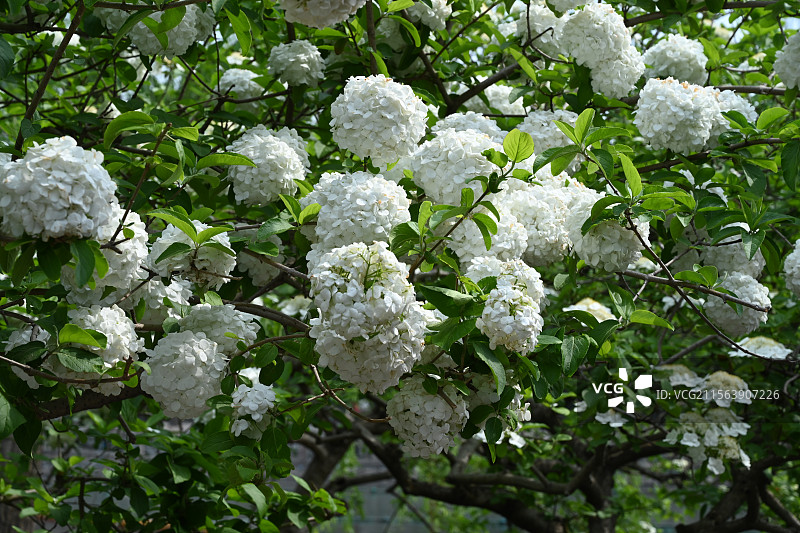 木绣球图片素材