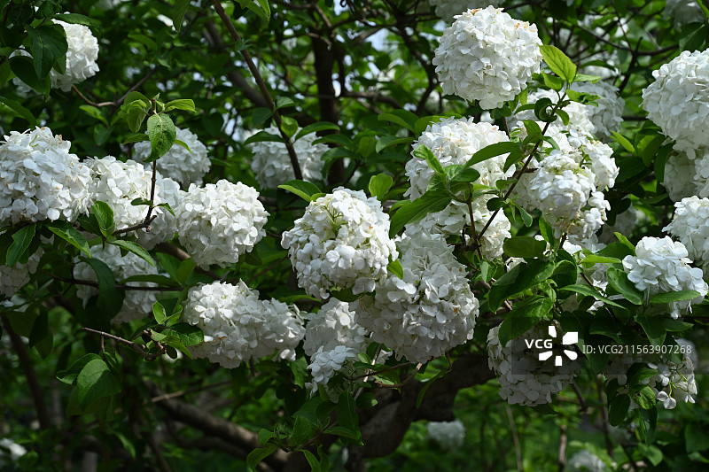 木绣球图片素材
